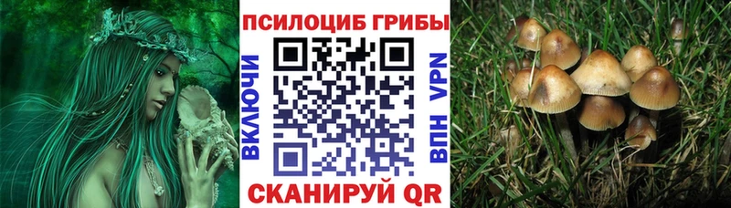 Псилоцибиновые грибы Cubensis сколько стоит Балабаново